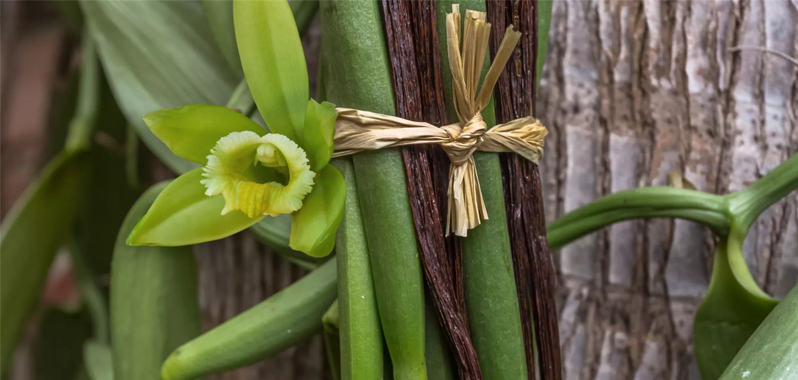 Fleur de vanillier et gousses sur la liane