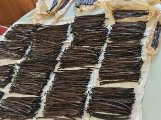 Gousses de vanille triées par taille